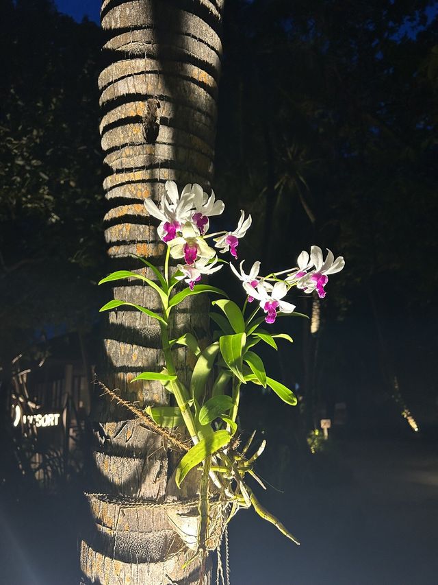 Wonderful Return to Kuredu Wonderful Return to Kuredu