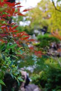 江南秋色藏留園讓人忍不住愛了又愛!