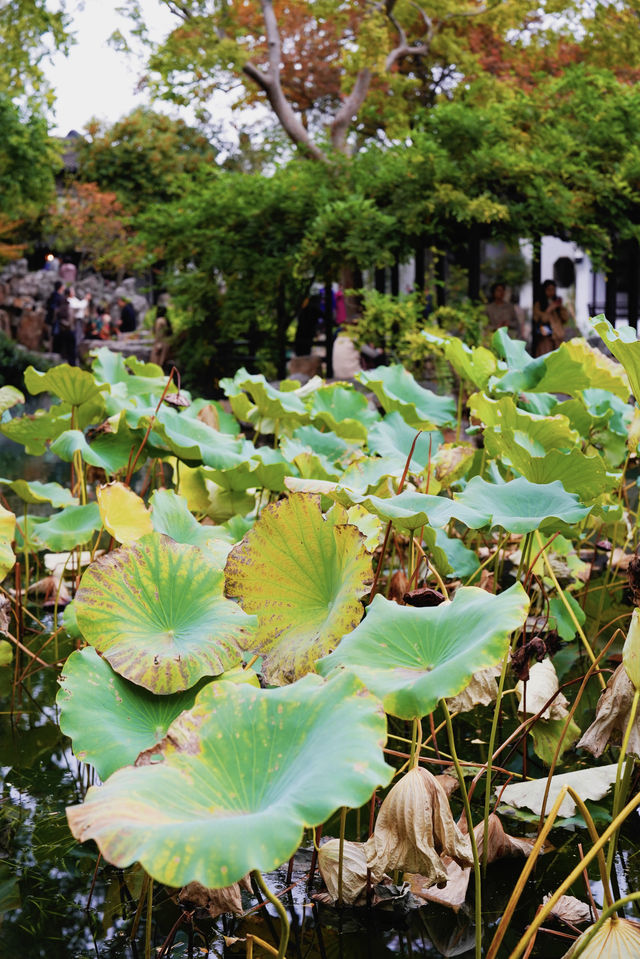 江南秋色藏留園讓人忍不住愛了又愛! 江南秋色藏留園讓人忍不住愛了又愛!