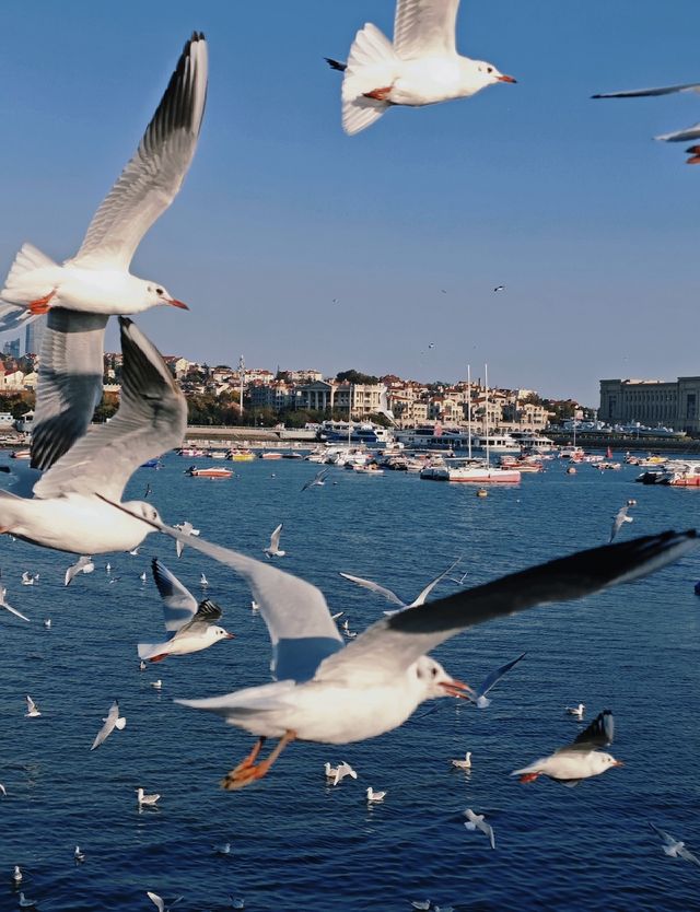 青島·冬日鷗語