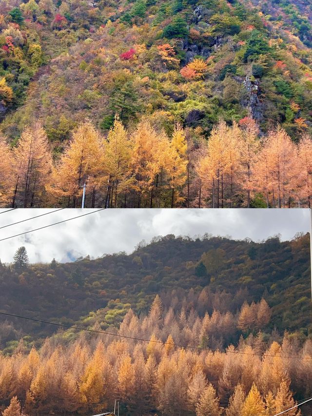 11月中旬平武縣秋日秘境完整攻略 11月中旬平武縣秋日秘境完整攻略