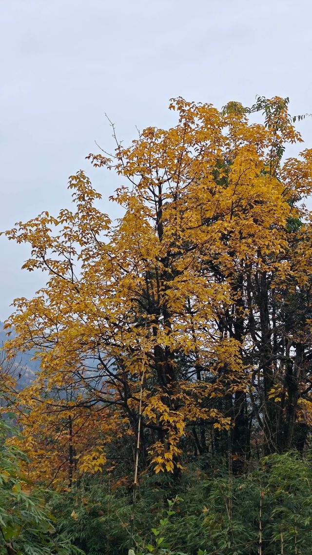 真的是被低估的瓦屋山
