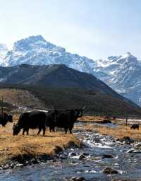 阿尼嘎卓·馬牙雪山:藏地聖境的冰雪傳奇