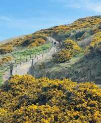 新西蘭南島火爆全網!隧道沙灘重新開放啦