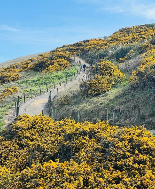 新西蘭南島火爆全網!隧道沙灘重新開放啦 新西蘭南島火爆全網!隧道沙灘重新開放啦