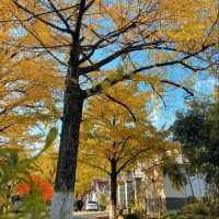 初冬江浙滬徒步指南丨金秋限定美景打卡地全公開！