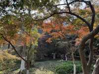 秋日虞山賞楓季