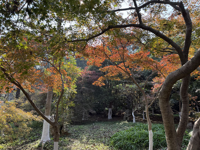 秋日虞山賞楓季