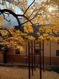 杭州周邊寶藏！紅葉指南村，秋日大片天花板