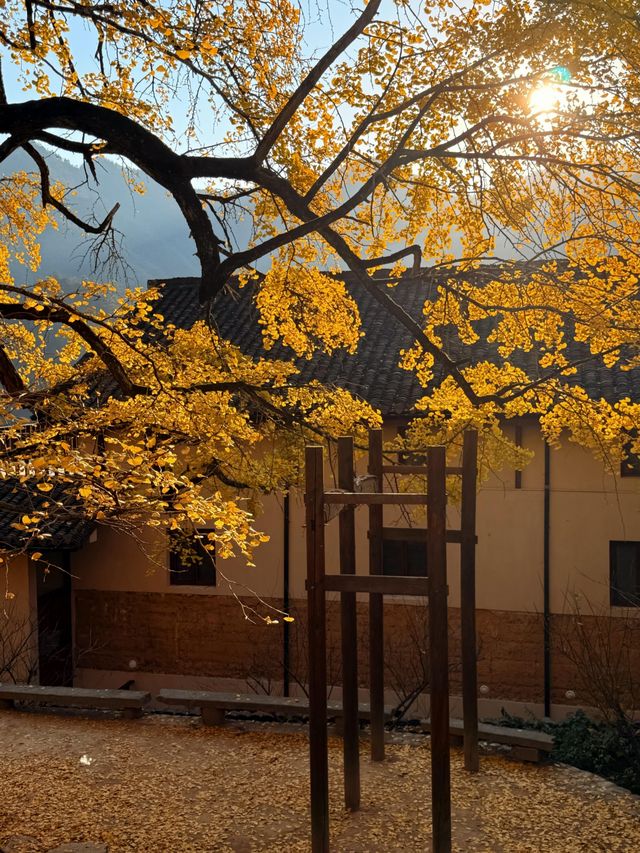杭州周邊寶藏！紅葉指南村，秋日大片天花板