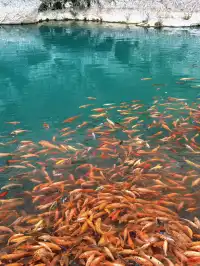 週末遛娃| 楠溪江半日遊看一池錦鯉