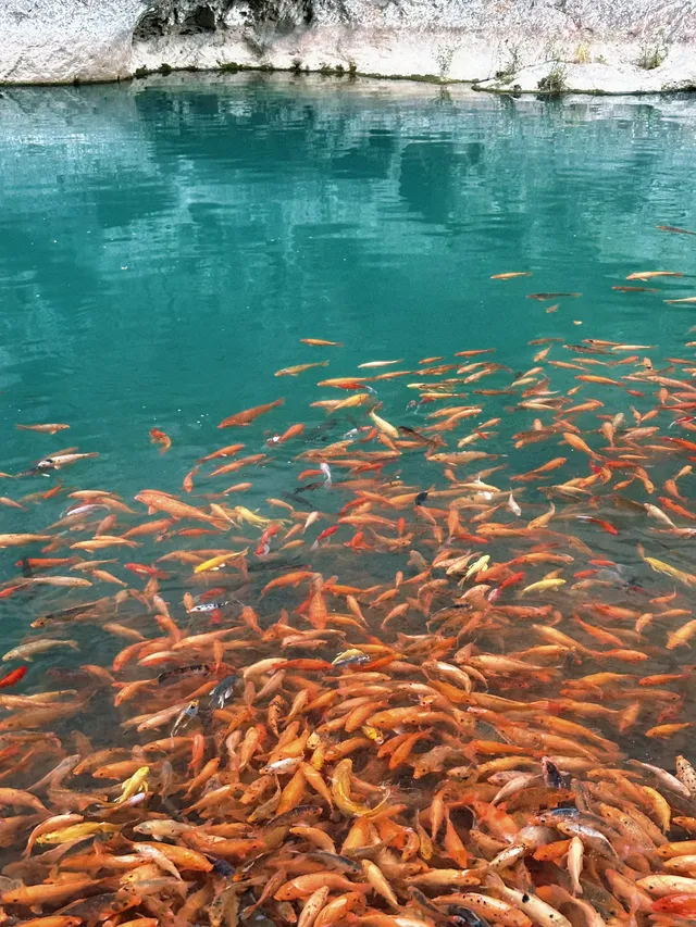 週末遛娃| 楠溪江半日遊看一池錦鯉 週末遛娃| 楠溪江半日遊看一池錦鯉