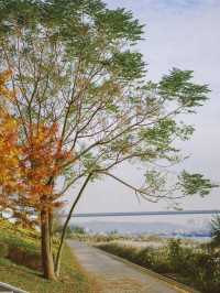 從雅格歡聚酒店出發，解鎖濱江秋日旅拍的N種浪漫