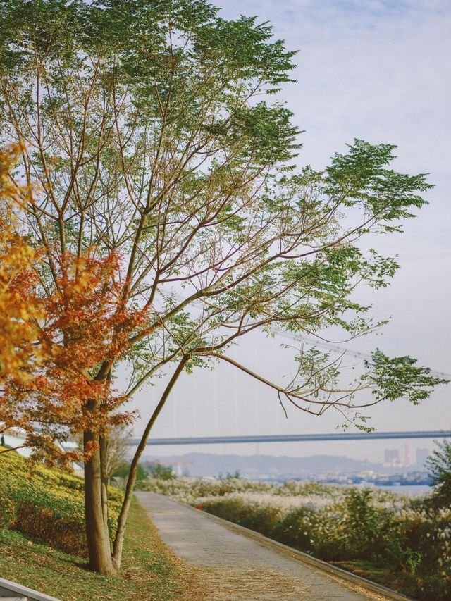 從雅格歡聚酒店出發，解鎖濱江秋日旅拍的N種浪漫