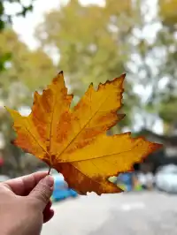 漢台街的，秋意梧桐眼