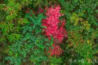 如果你去初冬裡的騰龍洞，將見到萬杉紅遍