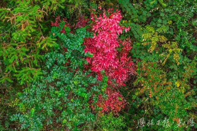 如果你去初冬裡的騰龍洞，將見到萬杉紅遍