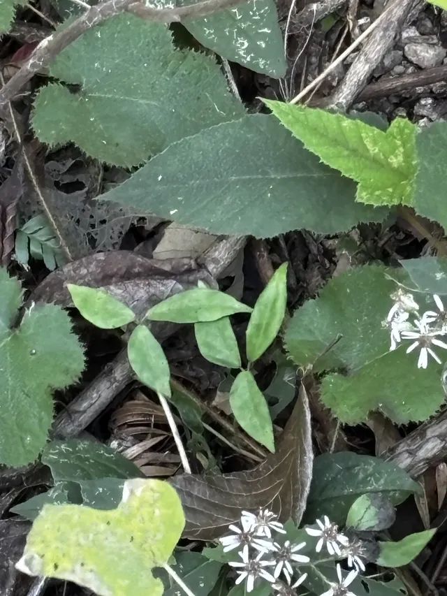 神仙谷隱藏玩法大公開！極限蹦極+深山尋寶