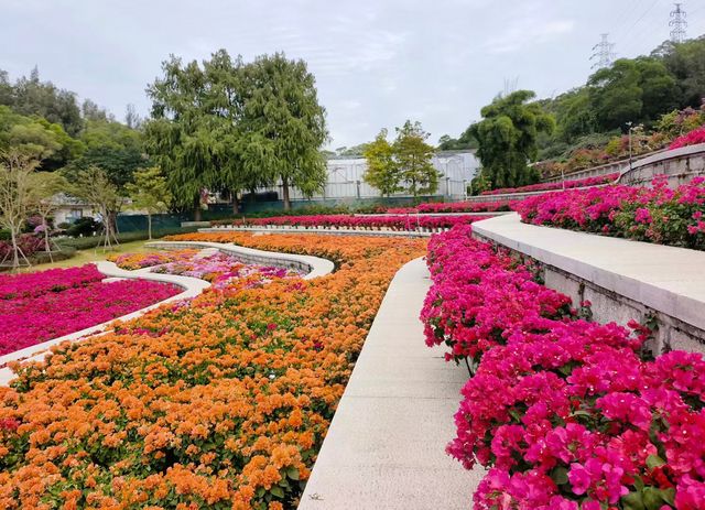 廈門植物園怒放的三角梅梯田