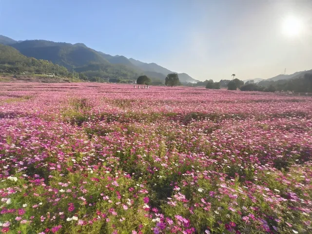 雲浮前鋒鎮|冬季闖進粉色格桑花海 雲浮前鋒鎮|冬季闖進粉色格桑花海