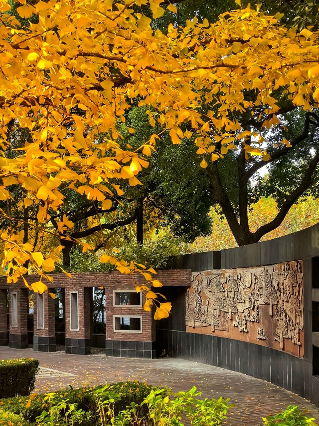 一場落在肇嘉浜路中的銀杏雨。