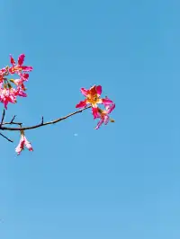 橫琴|一片粉海櫻花木棉很好看