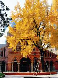 上海外灘賞銀杏不繞路個機位路線攻略