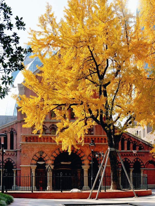 上海外灘賞銀杏不繞路個機位路線攻略