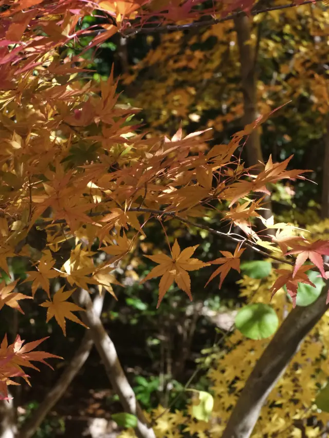 今年的紅葉是東山植物園給的