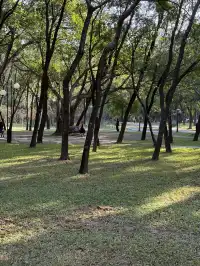 深圳的秋天 請來蓮花山公園大口吸氧吧