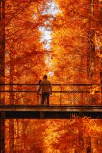 江蘇這片紅杉秘境美炸了!12月最佳觀賞期僅剩2週