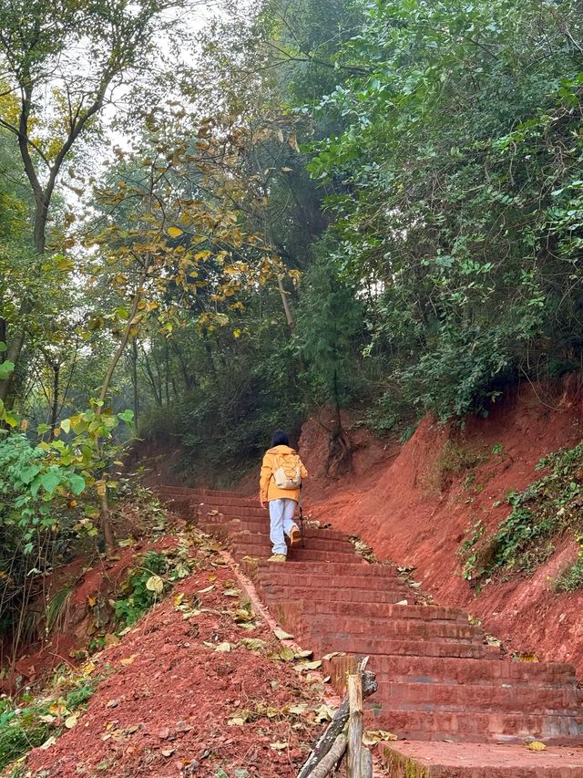 成都0.5h公交直達的秋日橘林徒步路線~#秋季去爬山南門 成都0.5h公交直達的秋日橘林徒步路線~#秋季去爬山南門