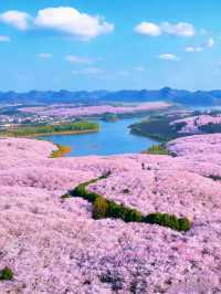 貴州平壩萬畝櫻花園絕美打卡地