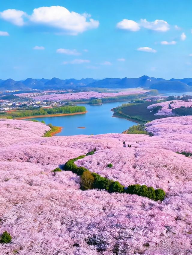 貴州平壩萬畝櫻花園絕美打卡地 貴州平壩萬畝櫻花園絕美打卡地