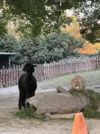 上海野生動物園衝了