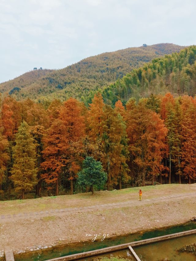 寧波徒步爬山|水杉-蘆葦蕩秋天王炸組合路線