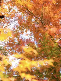 12.1實拍!東湖這棵彩虹樹封神了