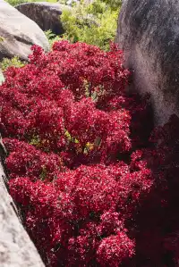 東坪山上長在岩縫裡的紅葉。