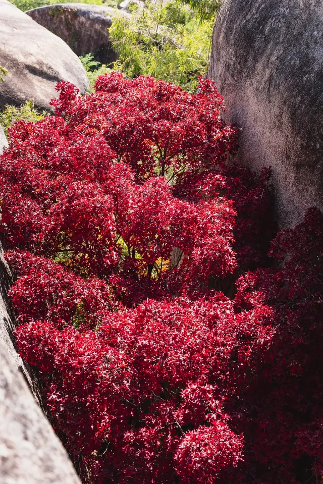 東坪山上長在岩縫裡的紅葉。