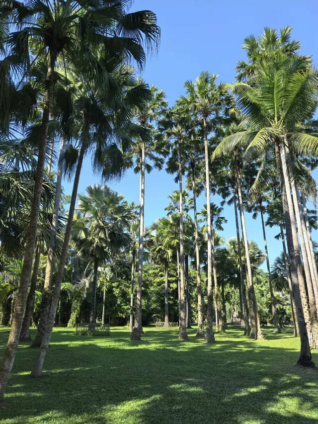 自駕第二十站｜西雙版納