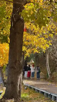 私藏！Live圖還原瀘沽湖冬日浪漫，金黃樹