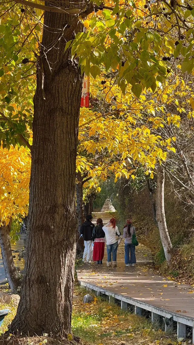 私藏！Live圖還原瀘沽湖冬日浪漫，金黃樹