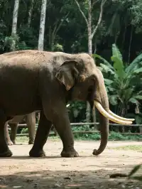 西雙版納野象谷3大玩法!鏟屎官+醫生+牧象