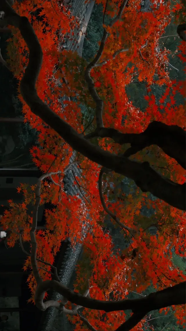 吊打京都沒人告訴我杭州的秋天這麼頂啊 吊打京都沒人告訴我杭州的秋天這麼頂啊