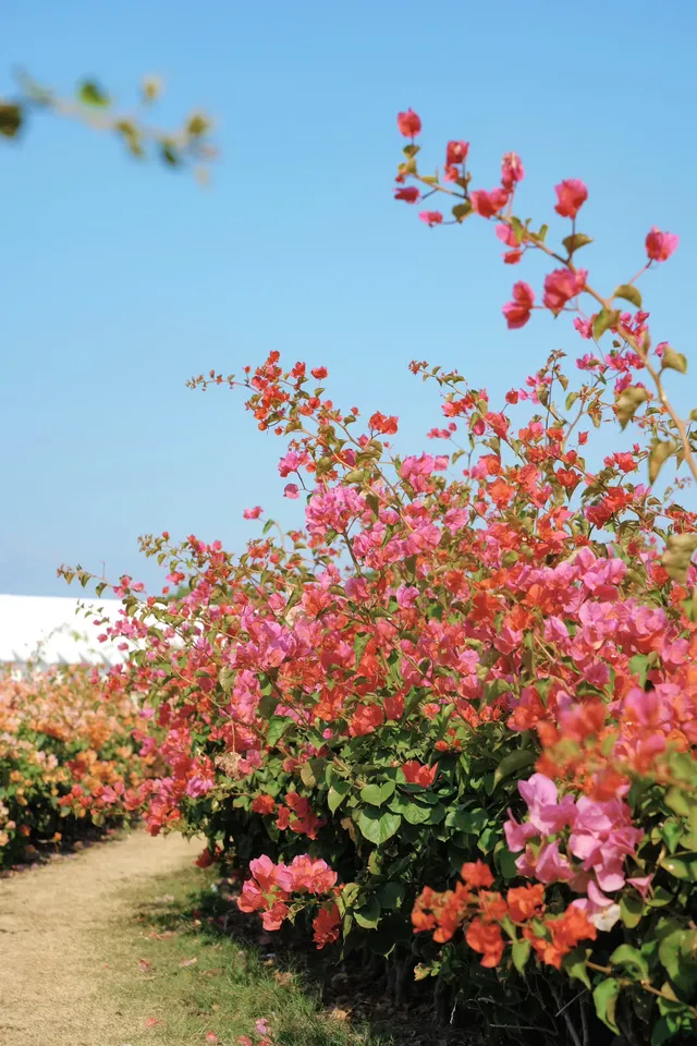在廈門馬銮灣一起走三角梅花路啦! 在廈門馬銮灣一起走三角梅花路啦!