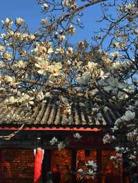 真慶觀的玉蘭花又開了…