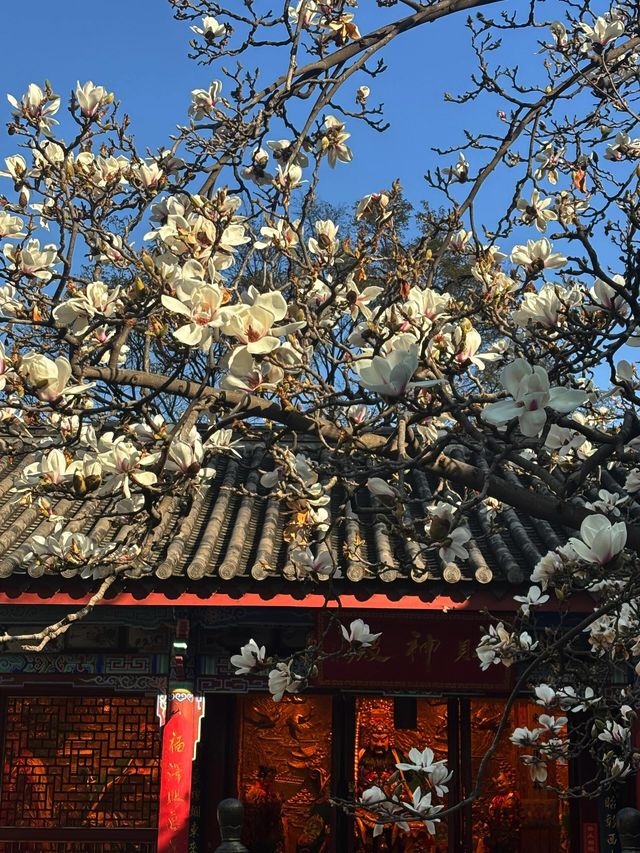 真慶觀的玉蘭花又開了… 真慶觀的玉蘭花又開了…