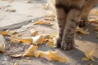 虞山方塔園|八百年銀杏|最佳觀賞期