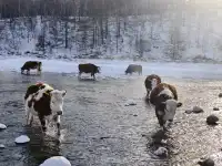 東北7天6晚遛娃玩雪特種兵攻略