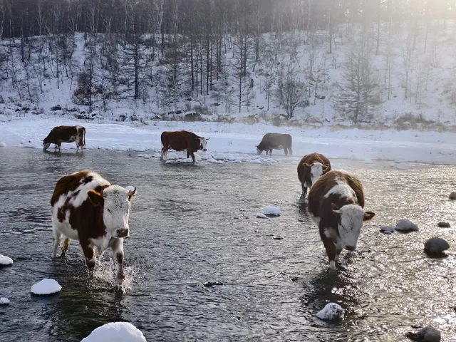 東北7天6晚遛娃玩雪特種兵攻略
